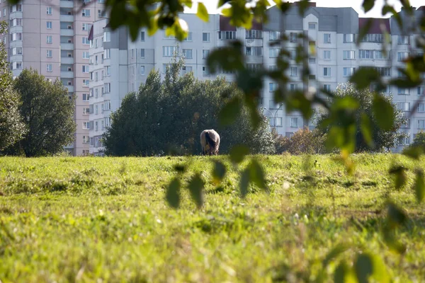 City Park Cheval Est Train Brouter Des Bâtiments Plusieurs Étages — Photo