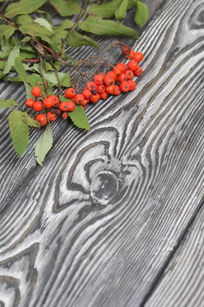 果実と葉を持つローワン枝 松の板に黒と白を描いた上に横たわる 秋の背景 — ストック写真