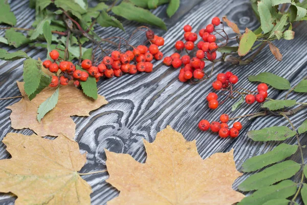 果実と葉を持つローワン枝 近くには乾燥したカエデの葉 松の板に黒と白を描いた 秋の背景 — ストック写真