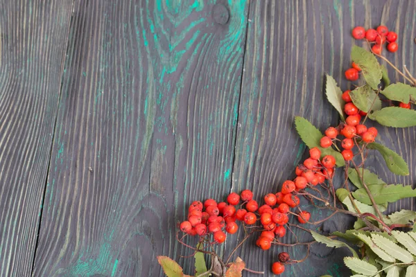 Rowan Branch Berries Leaves Lies Pine Boards Painted Black Green — Stock Photo, Image