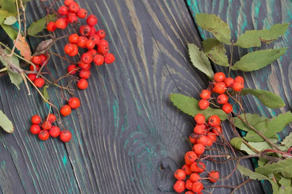 Rowan Branch Berries Leaves Lies Pine Boards Painted Black Green — Stock Photo, Image