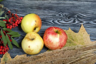 Olgun, biraz buruşmuş elmalar. Yakınlarda bir buket kurutulmuş ot, bir kürek dalı ve akçaağaç yaprağı var. Simsiyah tahtalar üzerinde,.