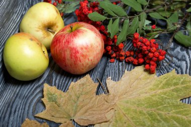 Olgun, biraz buruşmuş elmalar. Yakınlarda bir kürek dalı ve akçaağaç yaprağı var. Simsiyah tahtalar üzerinde,.
