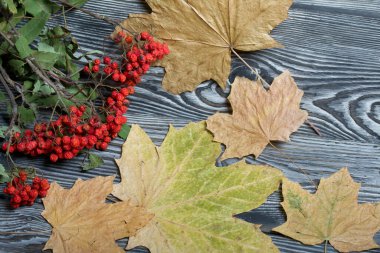 Bir buket kurutulmuş ot ve kürek dalı. Yakınlarda kurumuş akçaağaç yaprakları var. Siyah çam ağaçlarının üzerinde yatıyorlar..