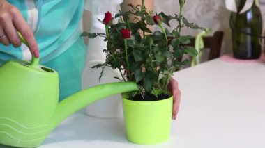 Bir kız, nakledilmiş bir gül çalısını su kutusundan bir saksıya salıyor. Üzerine sprey şişesinden su serpiyor. Hipermarketten alınmış bir gül çalısı naklediyorum..