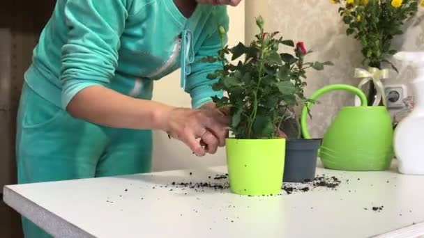 Uma rapariga transplanta uma roseira comprada num hipermercado. Despeja o solo do saco em um novo pote. — Vídeo de Stock