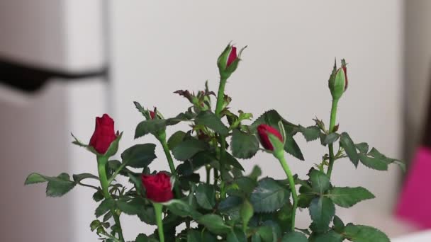 Krzak róży kupiony w supermarkecie. Przed przeszczepem do nowego naczynia. — Wideo stockowe