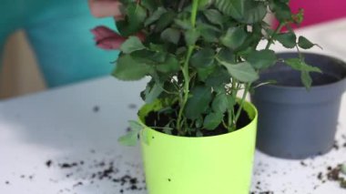 Kız toprağı döker ve parmaklarıyla sıkıştırır. Hipermarketten alınmış bir gül çalısı nakli. Yakın plan..