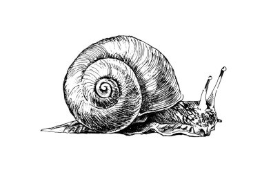 Gerçekçi üzüm salyangozu izole edilmiş. Ayrıntılı bahçe kokleası, siyah beyaz çizim. Beyaz arka planda radyal kabuğu olan el yapımı salyangoz silueti. Yemek için kaygan yumuşakça kullanılır..