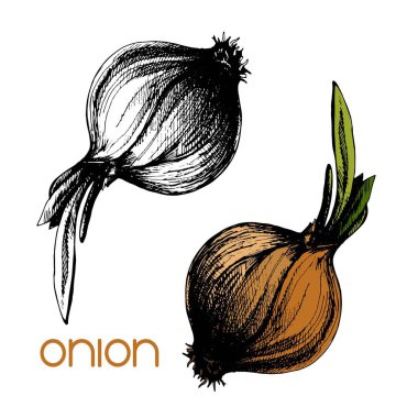  Beyaza izole edilmiş iki gerçekçi soğan dizaynı. Doğal siyah, beyaz ve kahverengi soğan eskiz mürekkebi stili. Elle çizilmiş taze sebzeler. Sağlıklı organik gıda yeşil soğan