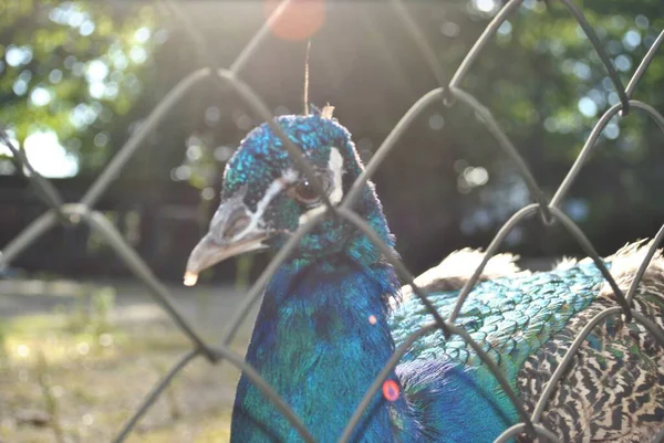 晴れた日に動物園で孔雀が — ストック写真