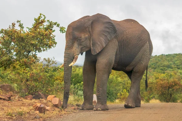 African Elephant Loxodonta Africana — Stock Photo, Image