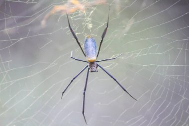 Altın küre örümceği ağına tünemiş.