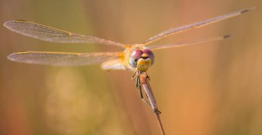 Sarı yusufçuk önden çekilmiş.