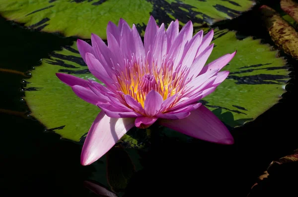 Paul Minnesota Como Park Nymphaea Genus Aquatic Plants Also Known — Stock Photo, Image