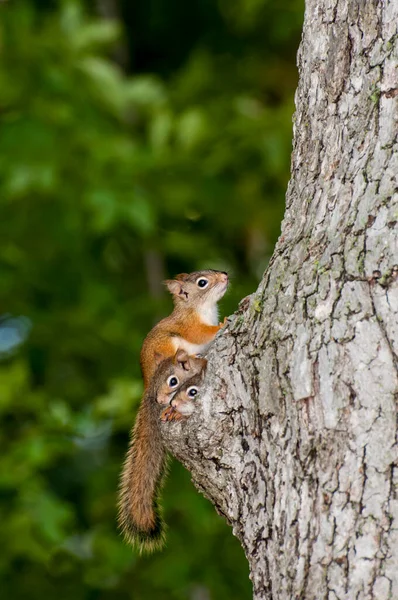 Vadnais Heights Minnesota Bosque John Allison Ardilla Roja Americana Tamiasciurus — Foto de Stock