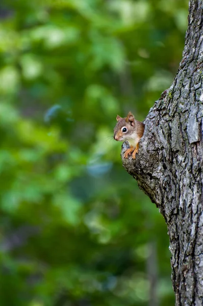 Vadnais Heights Minnesota Bosque John Allison Ardilla Roja Americana Tamiasciurus — Foto de Stock