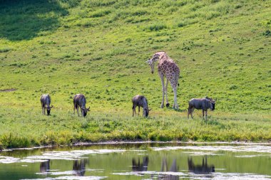 Apple Valley, Minnesota 'da. Bir antilop sürüsü, Connochaetes Taurinus bir zürafa ile çayırlarda otluyor..    
