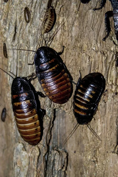 Madagaskar Tıslayan Hamamböcekleri Gromphadorhina Alametleri — Stok fotoğraf