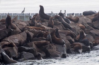 Newport, Oregon. Yaquina Bay. California sea lions, Zalophus californianus, resting on the rocks of the bay of the Pacific ocean.  clipart