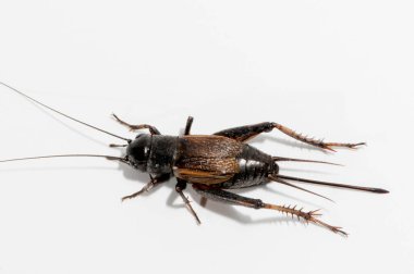 Vadnais Heights, Minnesota. Female Fall Field Cricket, beyaz arka planda 