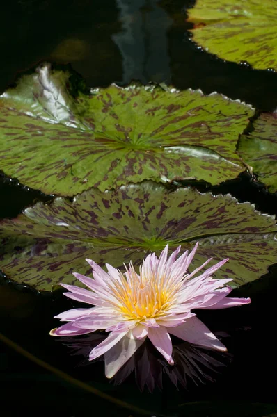 Paul Minnesota Como Park Nymphaea Genus Aquatic Plants Also Known — Stock Photo, Image