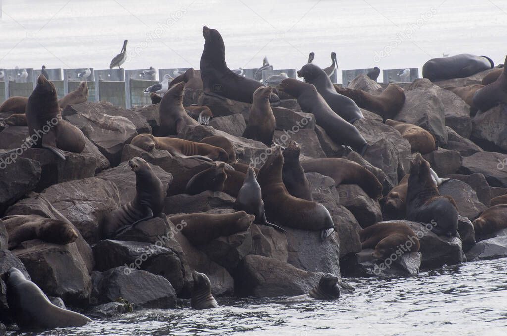 Newport, Oregon. Yaquina Bay. California sea lions, Zalophus californianus, resting on the rocks of the bay of the Pacific ocean. 