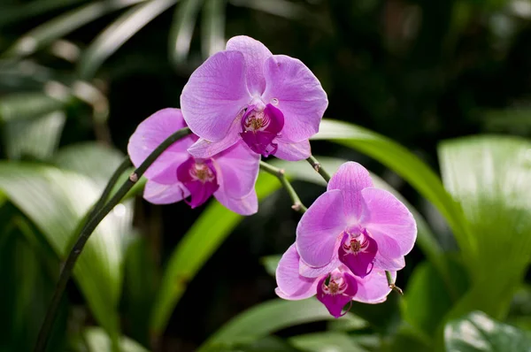 Paul Minnesota Állam Hibrid Orchidea Faj Phalaenopsis — Stock Fotó