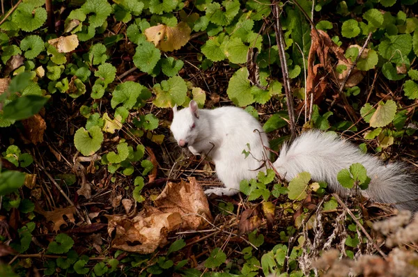 Vadnais Heights Minnesota Parco Regionale Del Lago Vadnais Scoiattolo Albino — Foto Stock