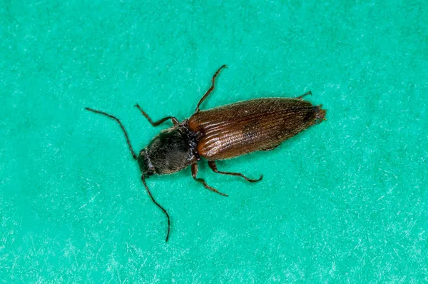 Vadnais Heights Minnesota Bosque John Allison Haga Clic Escarabajo Melanotus — Foto de Stock