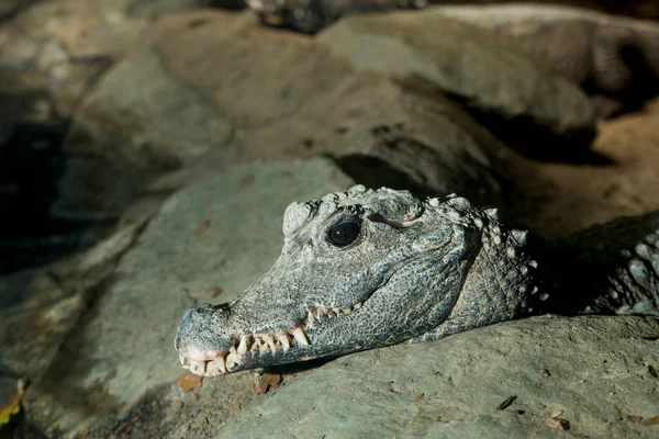 Apple Valley Minnesota Crocodilo Anão África Ocidental Osteolaemus Tetraspis — Fotografia de Stock