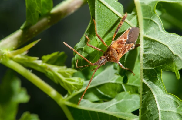 Vadnais Heights Minnesota Western Conifer Seed Bug Leptoglossus Occidentalis — Stock Photo, Image