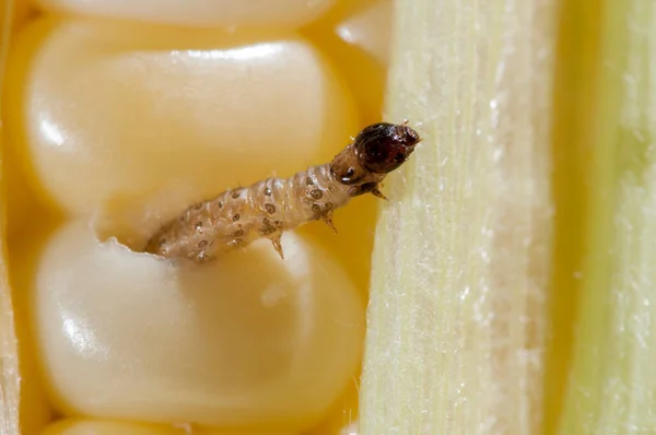Vadnais Heights Minnesota European Corn Borer Larva Ostrinia Nubilalis Chewing — Stock Photo, Image