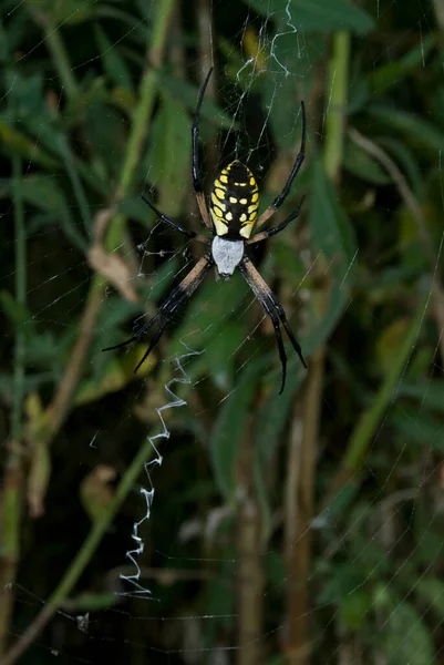 Λέβενγουορθ Κάνσας Black Yellow Garden Spider Argiope Aurantia Στο Διαδίκτυο — Φωτογραφία Αρχείου