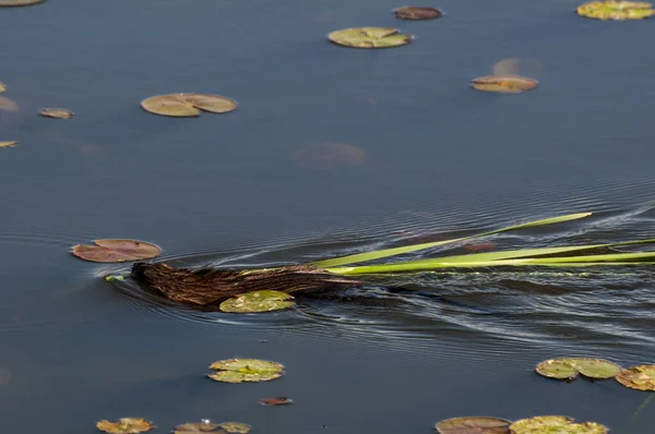 Vadnais Heights Minnesota Állam Vadnais Lake Regionális Park Muskrat Figyelembe — Stock Fotó