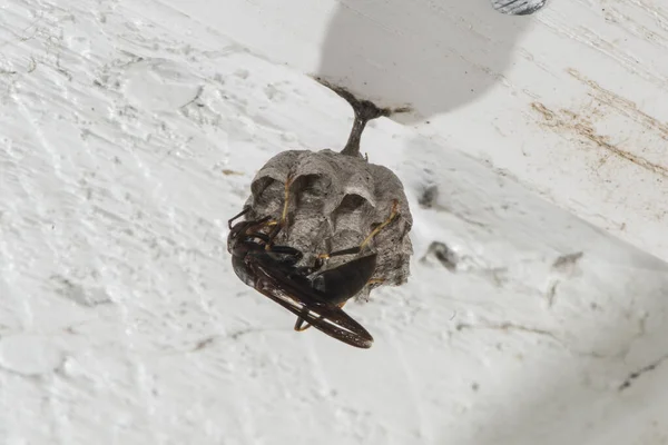 堪萨斯城堪萨斯州雌性山核桃纸蜂 在车库里的屋檐上筑巢 — 图库照片