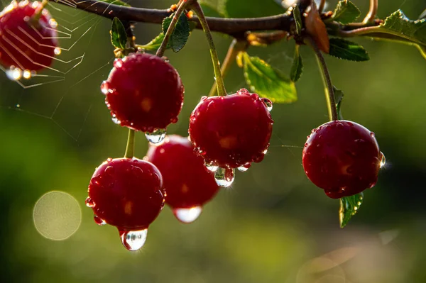 Des Gouttes Pluie Scintillantes Sur Gros Plan Cerise Mûre Sur — Photo