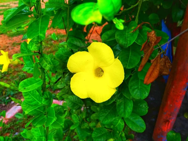 Flor Color Amarillo Alrededor Las Hojas Verdes Que Hermosa Vista —  Fotos de Stock