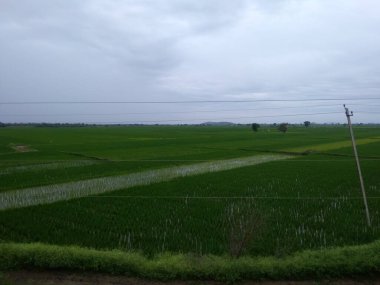 Yeşil renkli çimen olan ekin tarlası güzel görünüyor ve yağmurlu su damlaları.