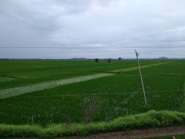 Yeşil renkli çimen olan ekin tarlası güzel görünüyor ve yağmurlu su damlaları.