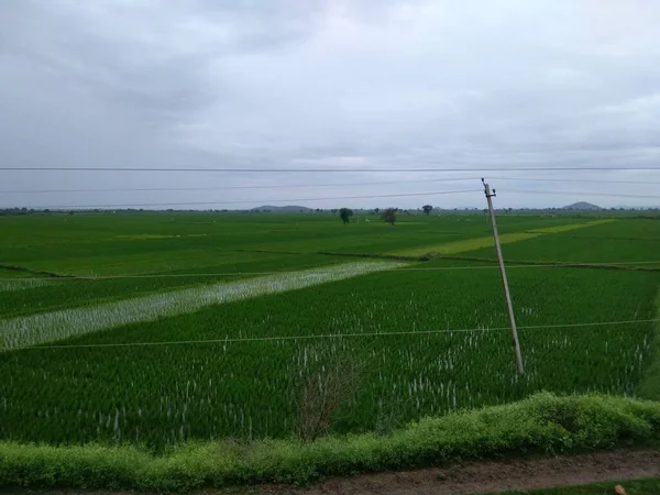Yeşil renkli çimen olan ekin tarlası güzel görünüyor ve yağmurlu su damlaları.