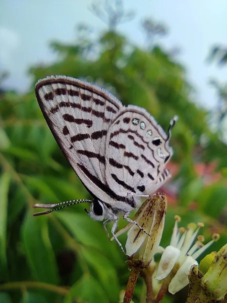 Tarucus Ist Eine Schmetterlingsgattung Aus Der Familie Der Lycaenidae Sie — Stockfoto