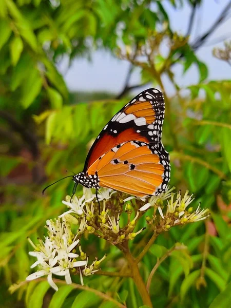 大羚羊 Danaus Chrysippus 又名非洲大羚羊 African Monarch 是一种分布于亚洲 澳洲和非洲的中等体型蝴蝶 — 图库照片