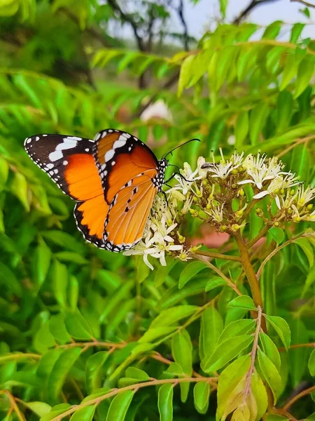 Danaus Chrysippus Noto Anche Come Tigre Regina Africana Monarca Africano — Foto Stock