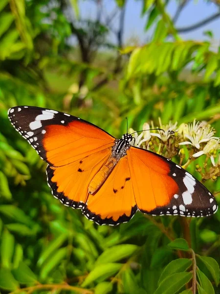 Danaus Chrysippus Även Känd Som Vanlig Tiger Afrikansk Drottning Eller — Stockfoto