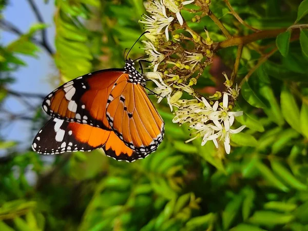 Danaus Chrysippus Även Känd Som Vanlig Tiger Afrikansk Drottning Eller — Stockfoto