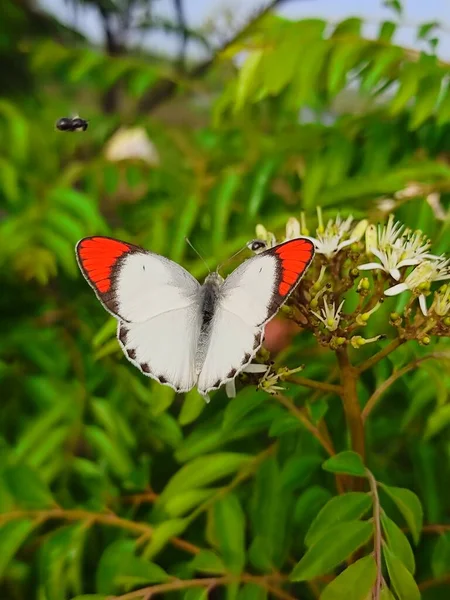 Colotis Chiamato Punte Arancioni Arabi Genere Farfalle Della Sottofamiglia Pierinae — Foto Stock