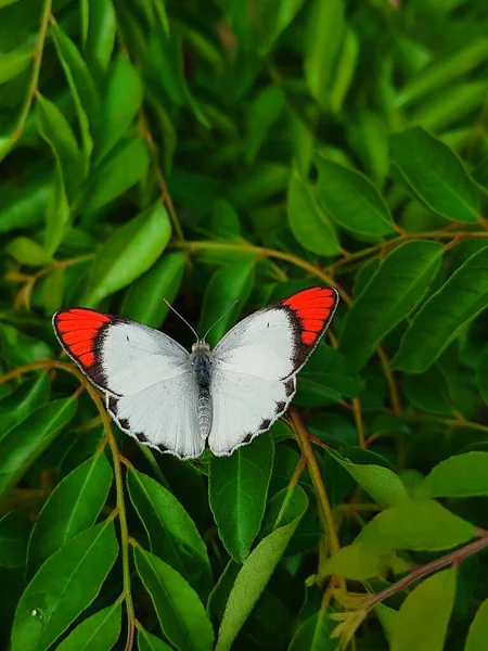 Colotis Chiamato Punte Arancioni Arabi Genere Farfalle Della Sottofamiglia Pierinae — Foto Stock