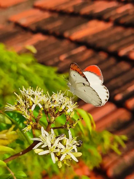 Colotis Chiamato Punte Arancioni Arabi Genere Farfalle Della Sottofamiglia Pierinae — Foto Stock