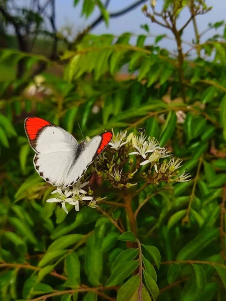 Colotis Kallas Orange Tips Eller Araber Ett Släkte Fjärilar Underfamiljen — Stockfoto